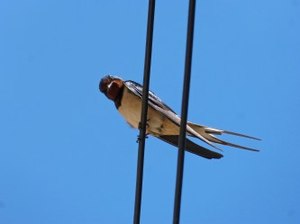 swallow-1378225_1920